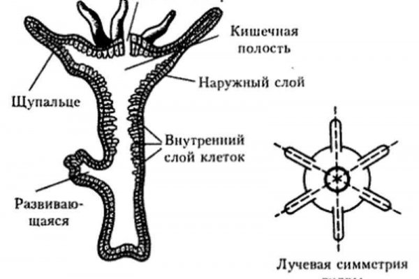 Войти на кракен